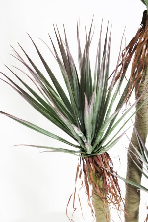 Юкка Рострата БЕЗ КАШПО