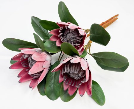 Протея артишоковая "Мадиба"