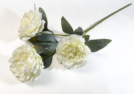 Ветка пиона Эмма Клем белая