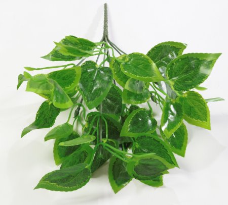 картинка Ветка колеуса от магазина KALINA