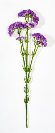 Статица фиолетовая