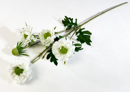 Скабиоза белая