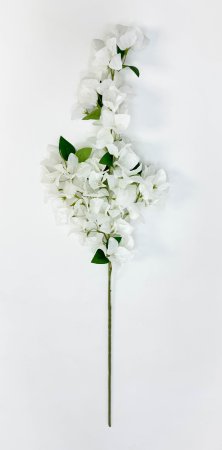 Бугенвиллея белая