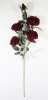 Ветка розы "Алая заря темно-красная" 4 цветка 1 бутон