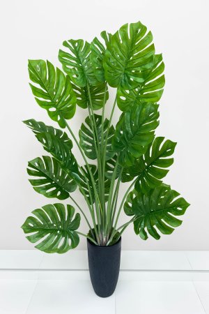 Монстера южно-американская 160 см БЕЗ КАШПО