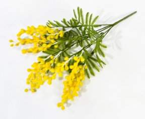 Букет мимозы 5 веток