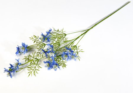 Нигелла голубая