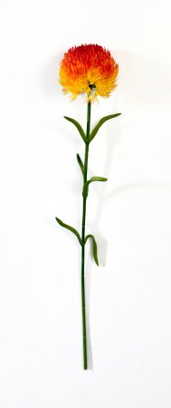 Гвоздика оранжево-красная