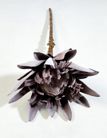 Протея открытая