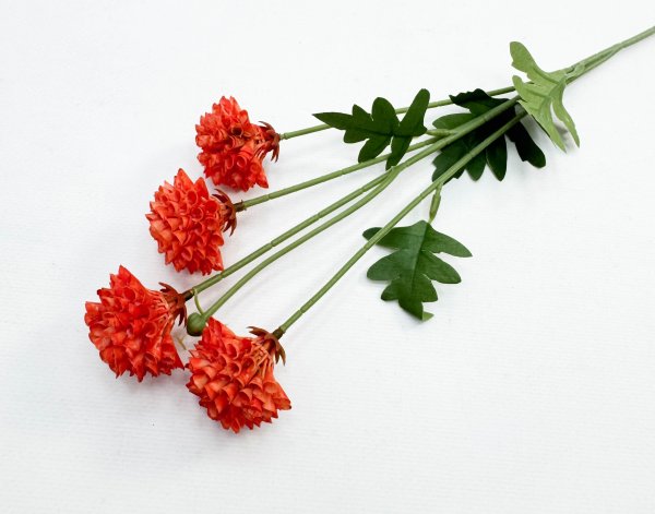 Георгин помпонный оранжевый