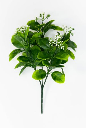 картинка Питтоспорум с белыми соцветиями от магазина KALINA