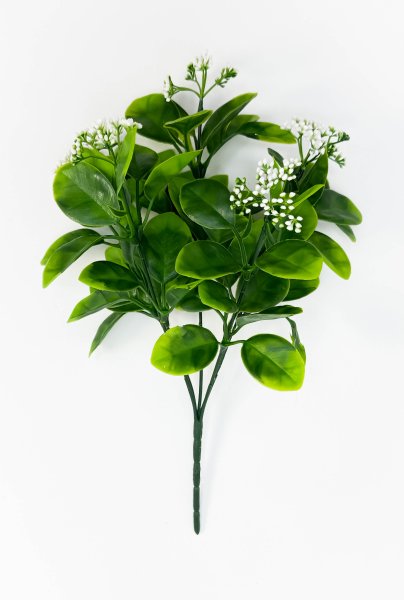 картинка Питтоспорум с белыми соцветиями от магазина KALINA