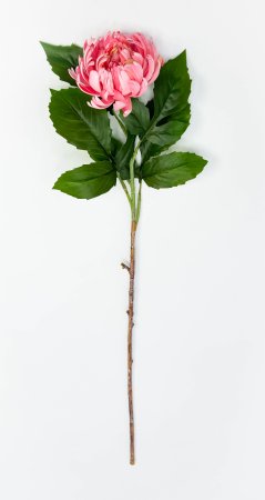 Хризантема коралловая 