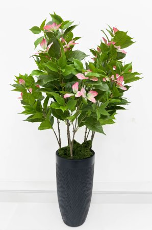 Муссенда розовая малая