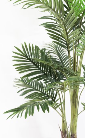 Пальма "Чунга-Чанга" 3 ствола 150 см БЕЗ КАШПО