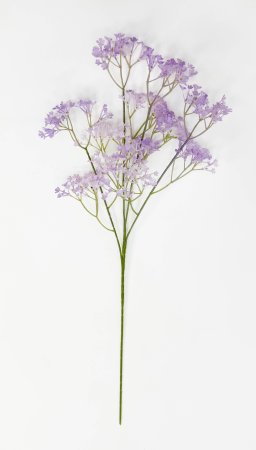 Гипсофила "Изящная" сиреневая