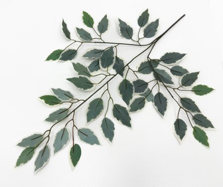 картинка Лист фикуса пестролистный от магазина KALINA