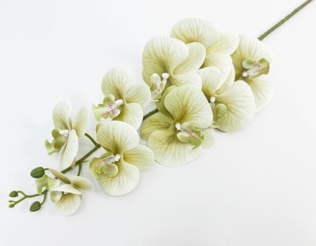 Ветка орхидеи