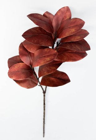 картинка Ветка магнолии Поздняя осень 17 листов от магазина KALINA