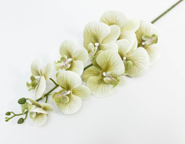 Ветка орхидеи