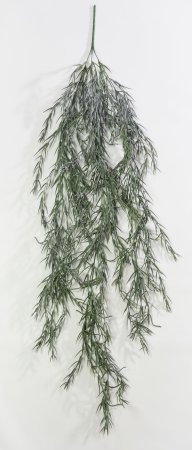 картинка Розмарин "Иней" от магазина KALINA