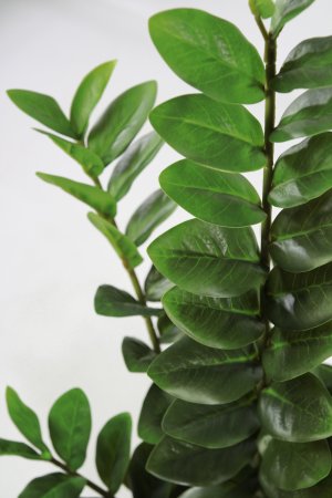 Замиокулькас 70 см