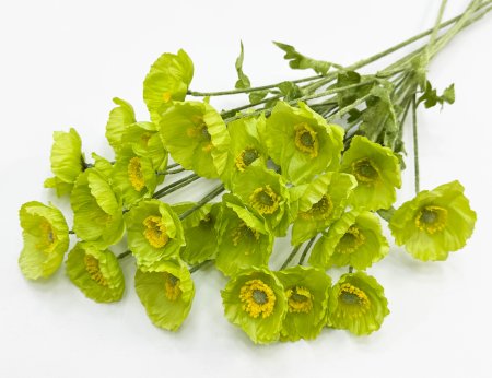 Мак зеленый