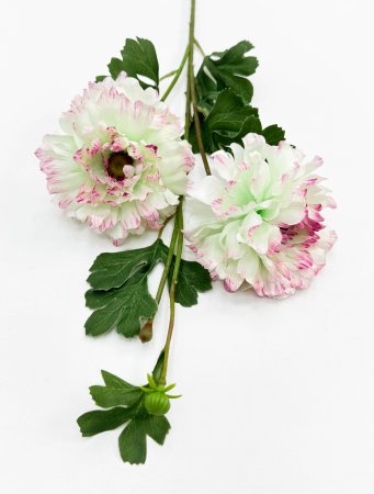 Георгин махровый гибридный