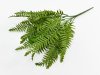 Папоротник "Бостонский" 18 листов