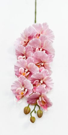 Орхидея "Биг Лип" розовая 9 цветков