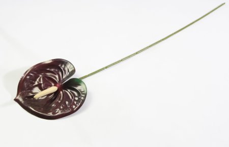 Соцветие антуриума темно-бордовый