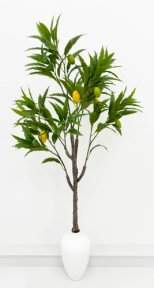 Куст манго 140 см БЕЗ КАШПО