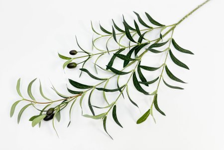 картинка Олива ветка "Турецкая" от магазина KALINA