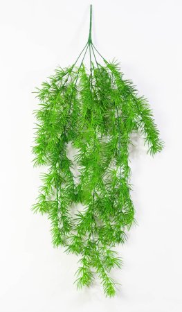 картинка Аспарагус перистый от магазина KALINA