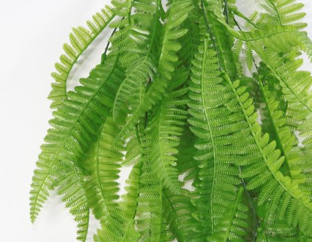 картинка Папоротник ампельный от магазина KALINA