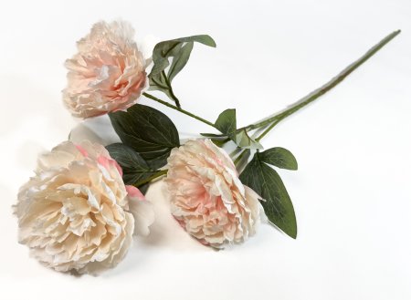 Ветка пиона Эмма Клем чайная