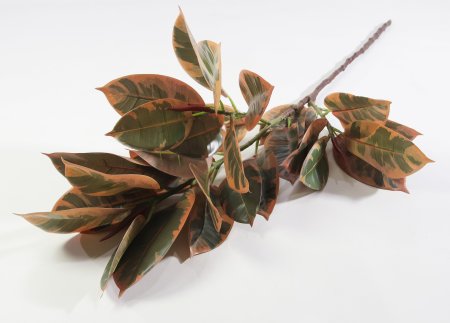 картинка Фикус Эластика Мелани от магазина KALINA