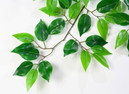 картинка Лист фикуса Даниэль от магазина KALINA