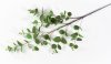 Ветка Эвкалипт