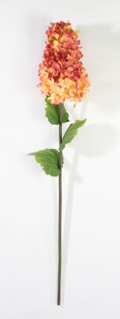 Гортензия метельчатая оранжевая