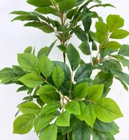 Лимонник 6 крон 155 см БЕЗ КАШПО!!!