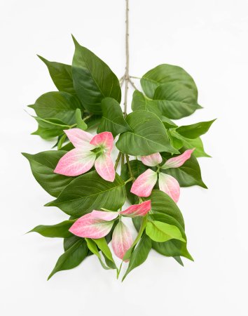 Муссенда розовая малая