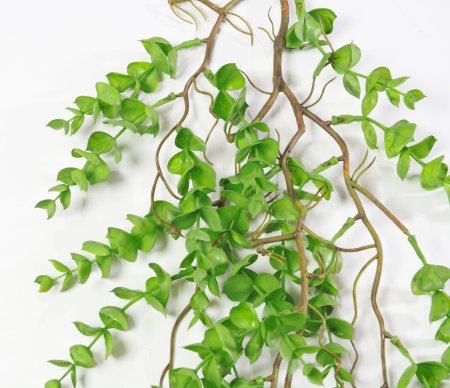 картинка Эвкалипт ампельный Свити от магазина KALINA