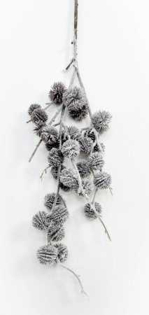 Репей в снегу