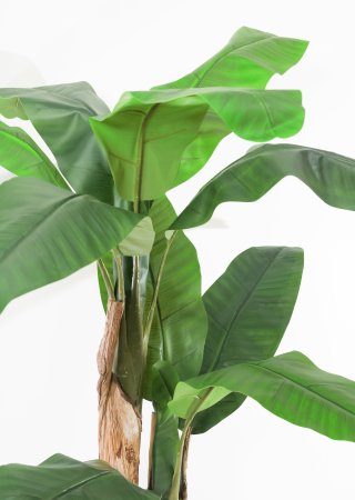 Куст банана 2 ствола 160 см БЕЗ КАШПО