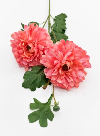 Георгин махровый коралловый