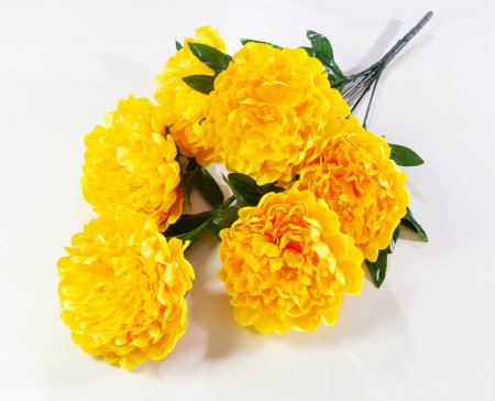 Пион Звездопад 6 цветков