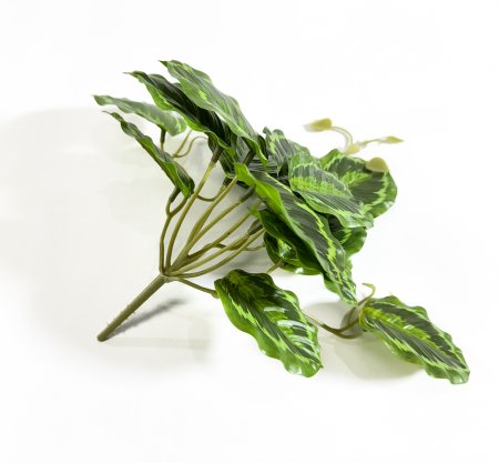 картинка Маранта Бьюти Ким 16 листов от магазина KALINA