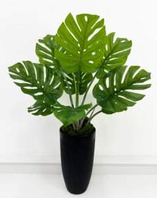 Монстера южно-американская 85 см БЕЗ КАШПО