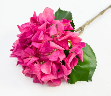 Гортензия «Малиновый сорбет» 